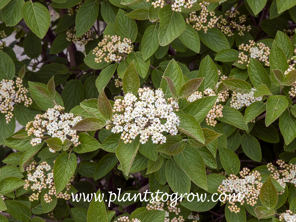 Fireworks Viburnum (Viburnum mongolicum)
end  of April